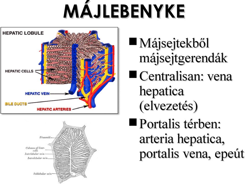 hepatica (elvezetés) Portalis