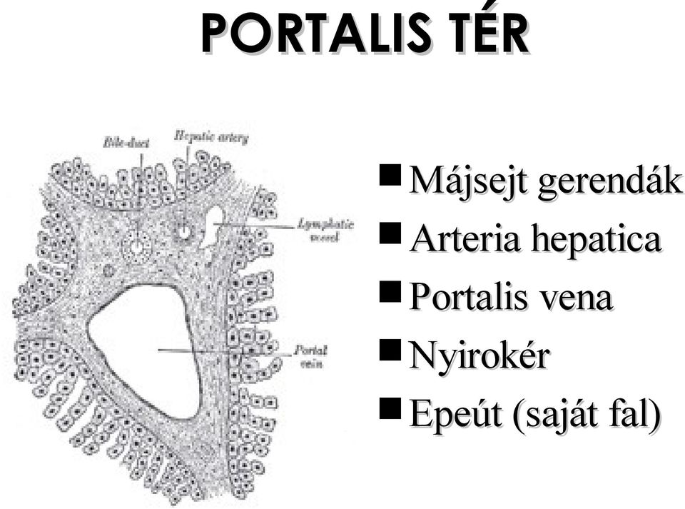 hepatica Portalis