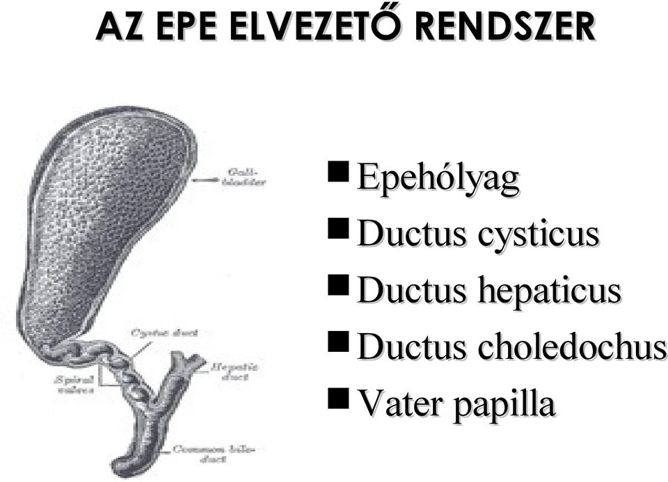 cysticus Ductus