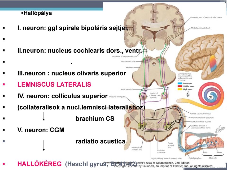 neuron : nucleus olivaris superior LEMNISCUS LATERALIS IV.
