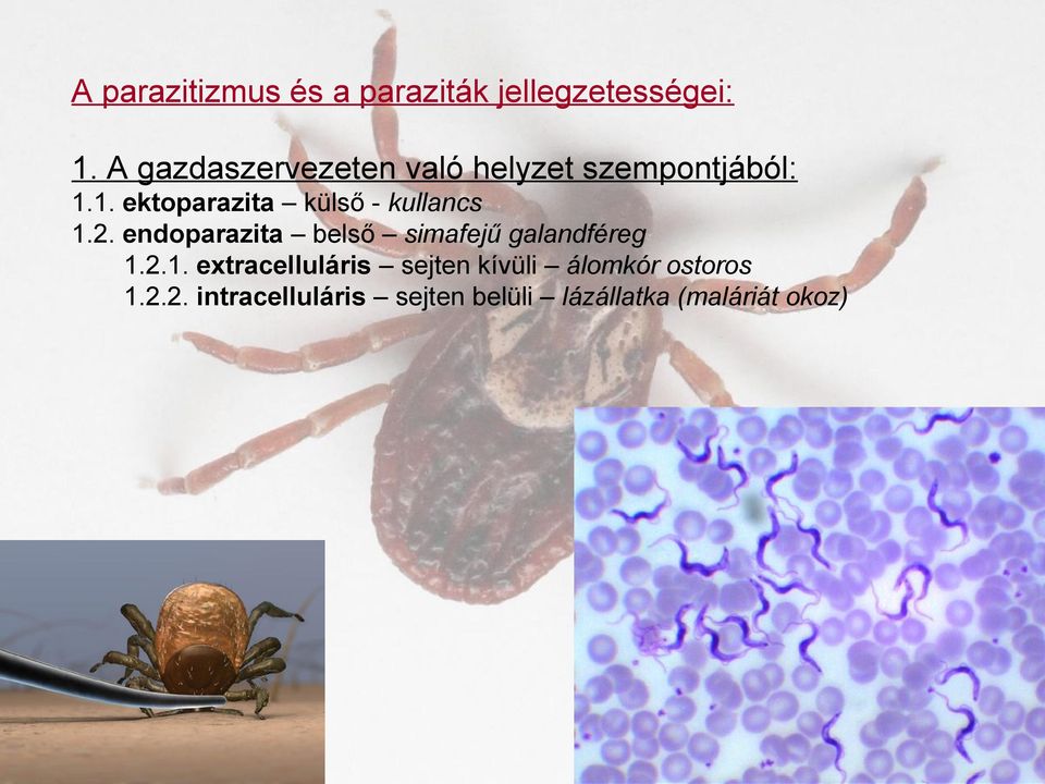parazitizmus parazita ill