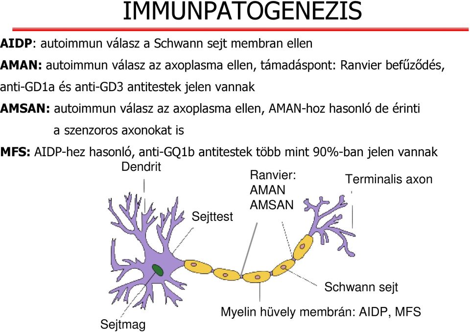 AMAN-hoz hasonló de érinti a szenzoros axonokat is IMMUNPATOGENEZIS MFS: AIDP-hez hasonló, anti-gq1b antitestek több mint