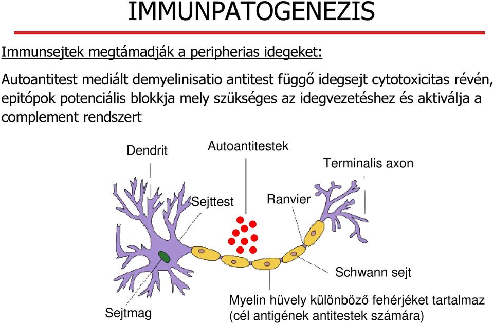 idegvezetéshez és aktiválja a complement rendszert Dendrit Autoantitestek Ranvier Sejttest Ranvier node