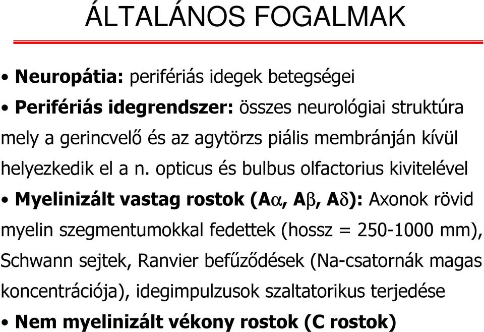 opticus és bulbus olfactorius kivitelével Myelinizált vastag rostok (Aα, Aβ, Aδ): Axonok rövid myelin szegmentumokkal