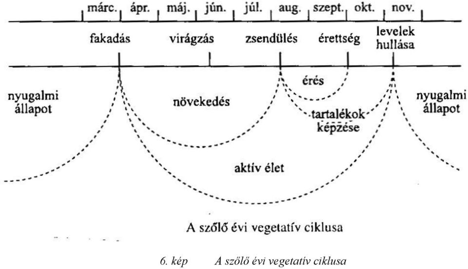 vegetatív