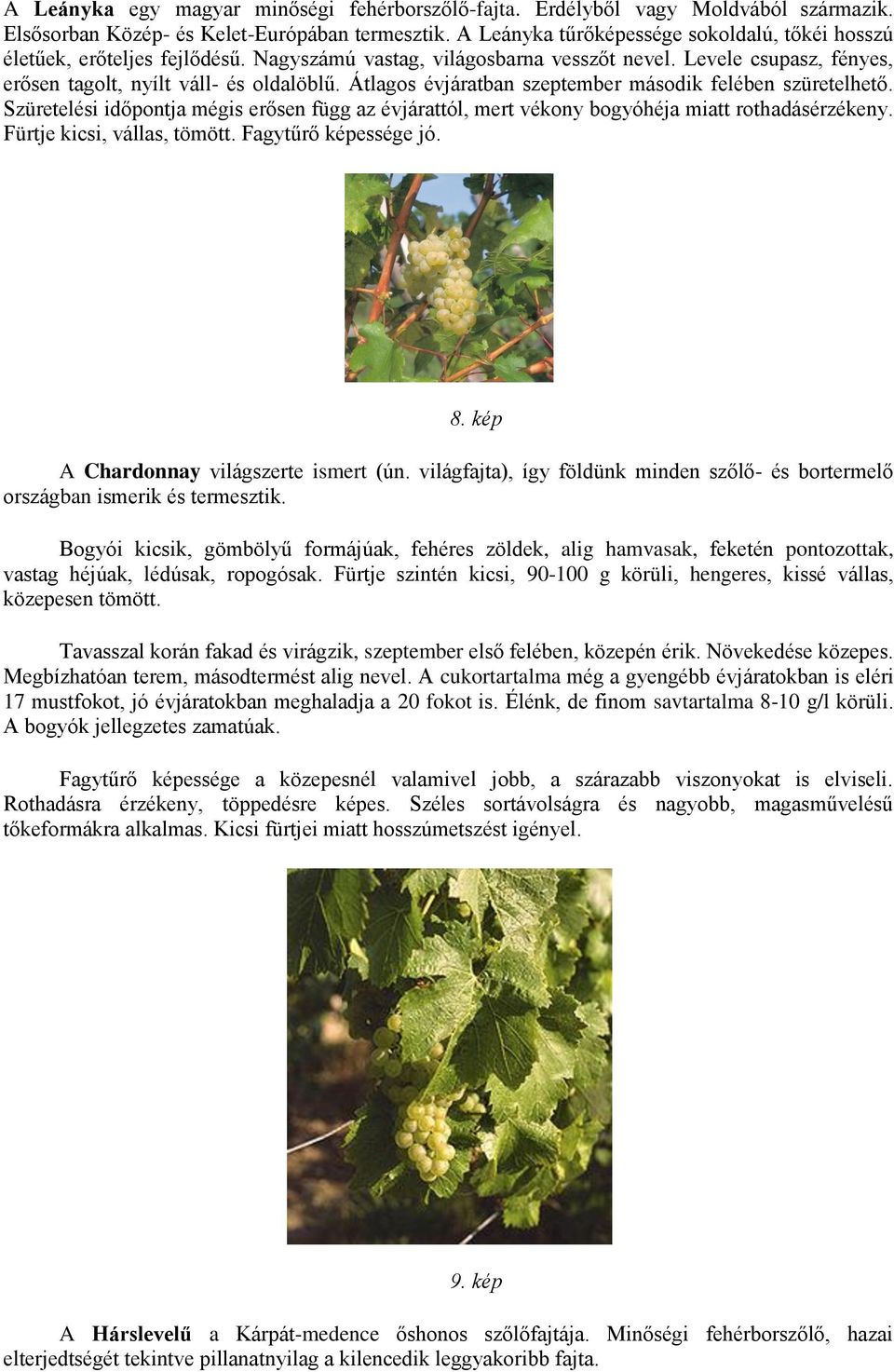 Átlagos évjáratban szeptember második felében szüretelhető. Szüretelési időpontja mégis erősen függ az évjárattól, mert vékony bogyóhéja miatt rothadásérzékeny. Fürtje kicsi, vállas, tömött.