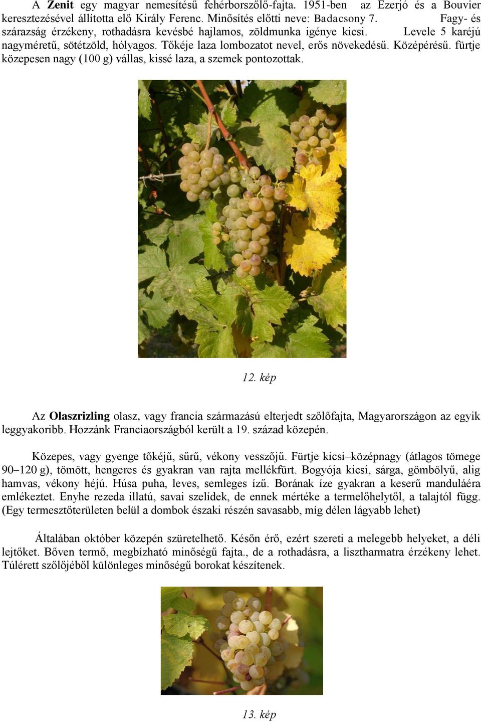 fürtje közepesen nagy (100 g) vállas, kissé laza, a szemek pontozottak. 12. kép Az Olaszrizling olasz, vagy francia származású elterjedt szőlőfajta, Magyarországon az egyik leggyakoribb.