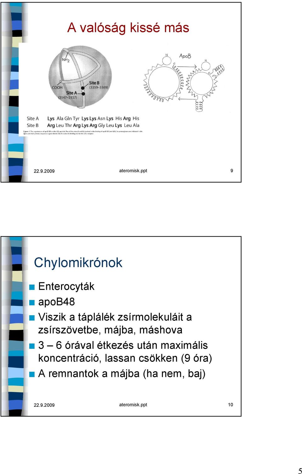 zsírmolekuláit a zsírszövetbe, májba, máshova 3 6 órával étkezés