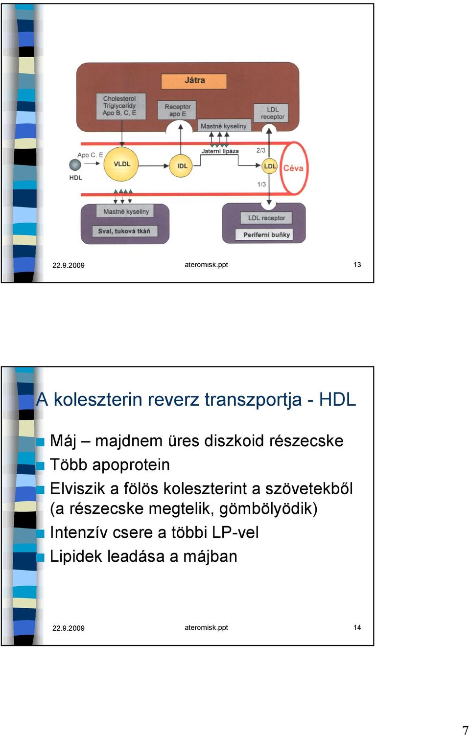 diszkoid részecske Több apoprotein Elviszik a fölös koleszterint a