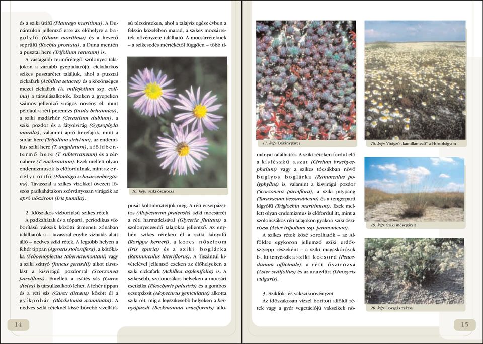 A vastagabb termôrétegû szolonyec talajokon a zártabb gyeptakarójú, cickafarkos szikes pusztarétet találjuk, ahol a pusztai cickafark (Achillea setacea) és a közönséges mezei cickafark (A.
