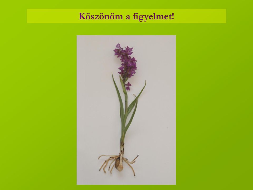 figyelmet!