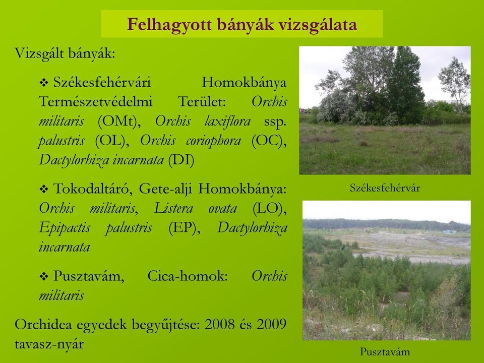 palustris (OL), Orchis coriophora (OC), Dactylorhiza incarnata (DI) Tokodaltáró, Gete-alji Homokbánya: Orchis