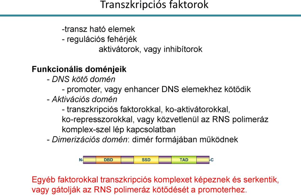 ko-represszorokkal, vagy közvetlenül az RNS polimeráz komplex-szel lép kapcsolatban - Dimerizációs domén: dimér formájában