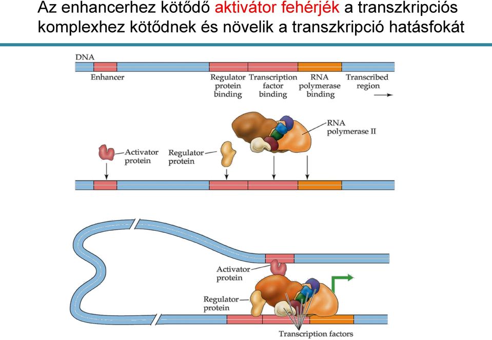 transzkripciós komplexhez