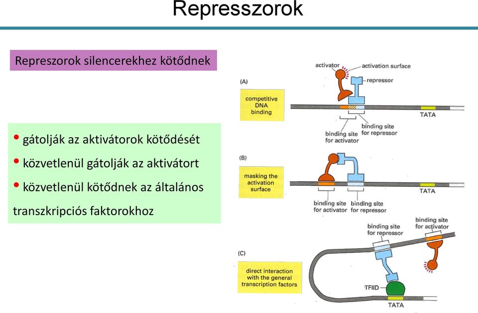 közvetlenül gátolják az aktivátort