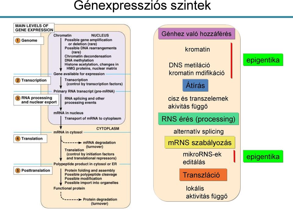 transzelemek akivitás függő RNS érés (processing) alternatív