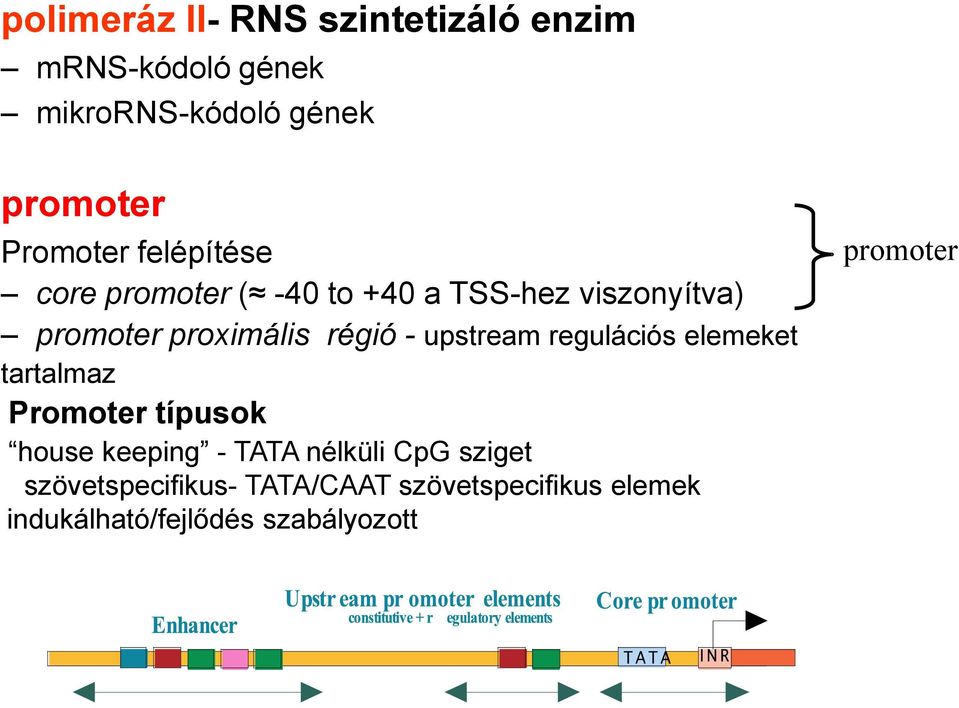 régió - upstream regulációs elemeket tartalmaz Promoter típusok house keeping - TATA nélküli