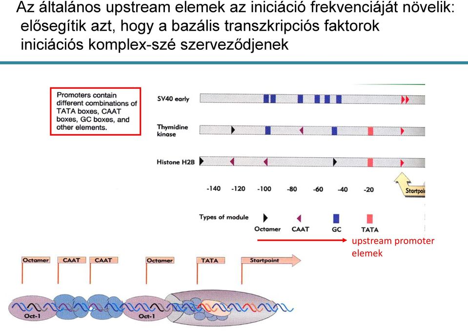 bazális transzkripciós faktorok iniciációs