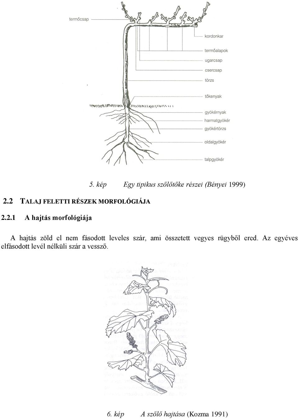 fásodott leveles szár, ami összetett vegyes rügyből ered.