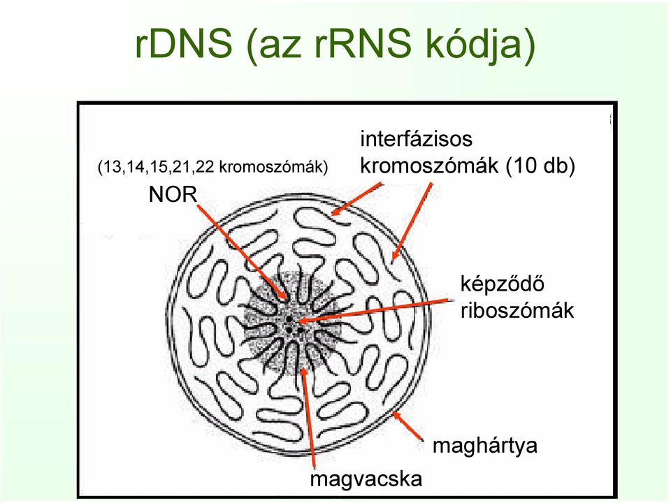 NOR interfázisos kromoszómák