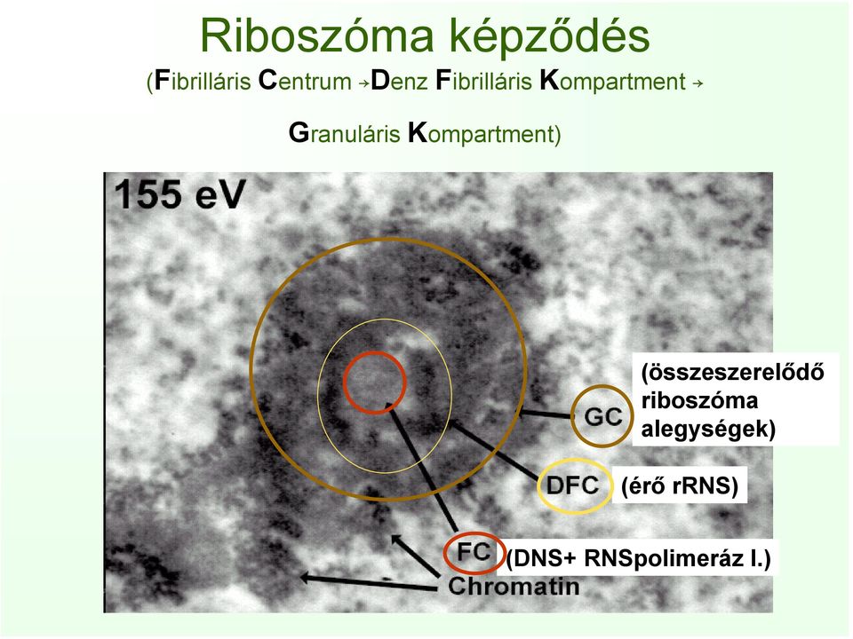 Kompartment) (összeszerelődő riboszóma