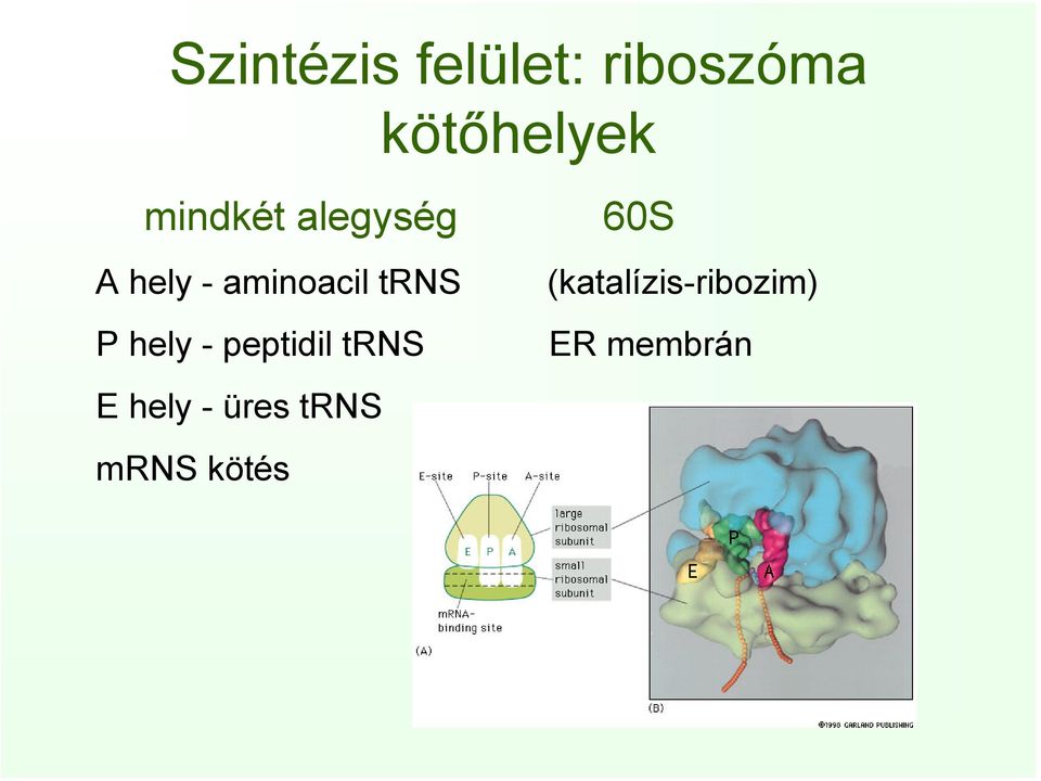 trns P hely - peptidil trns