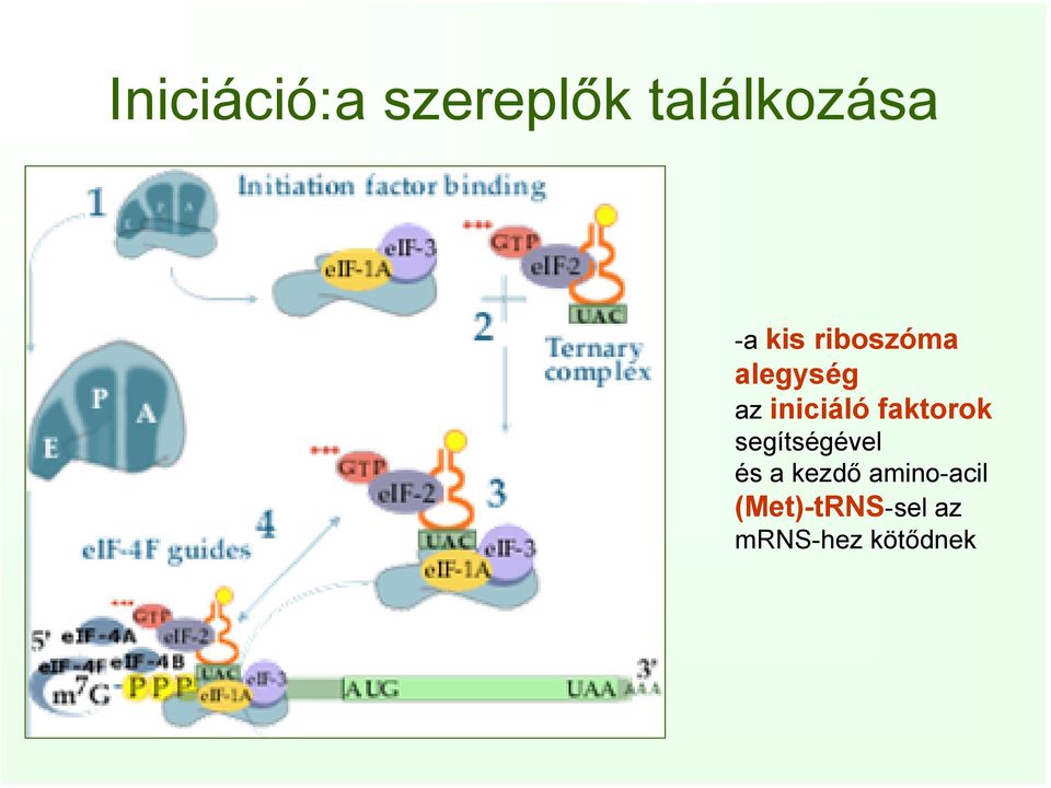 faktorok segítségével és a kezdő