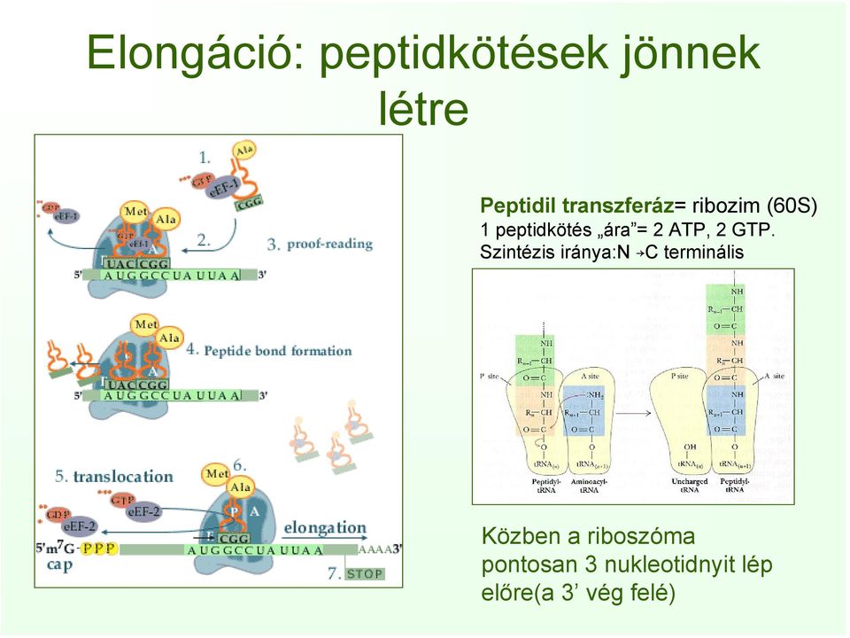 ATP, 2 GTP.