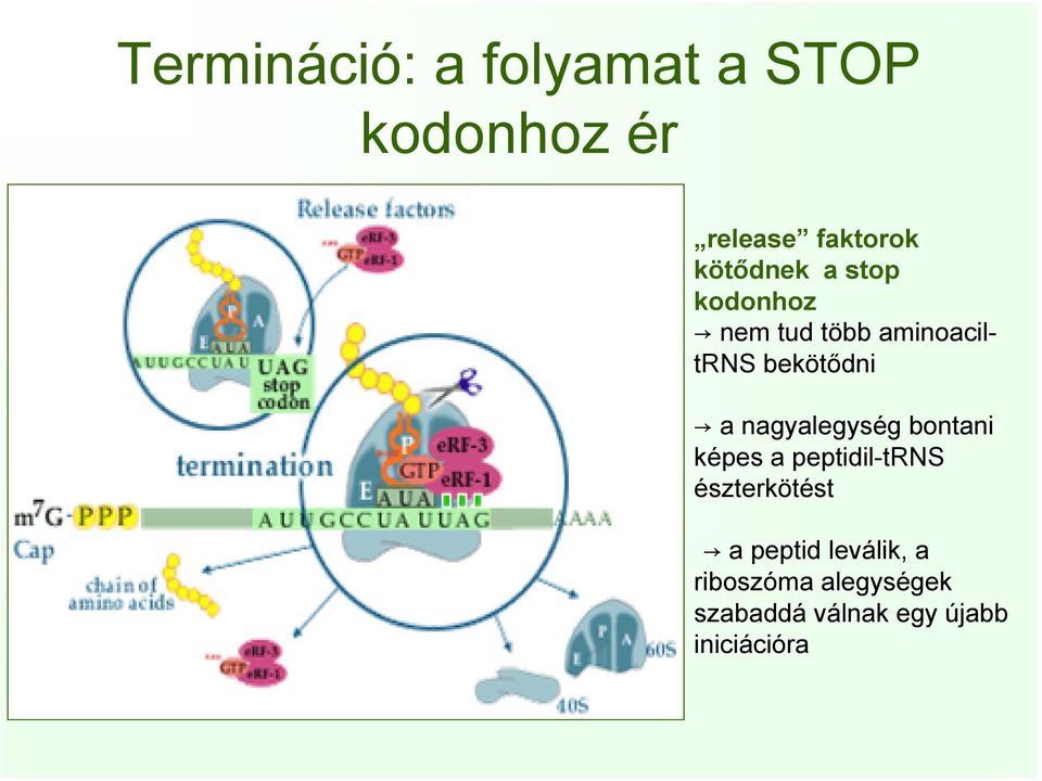 nagyalegység bontani képes a peptidil-trns észterkötést a peptid
