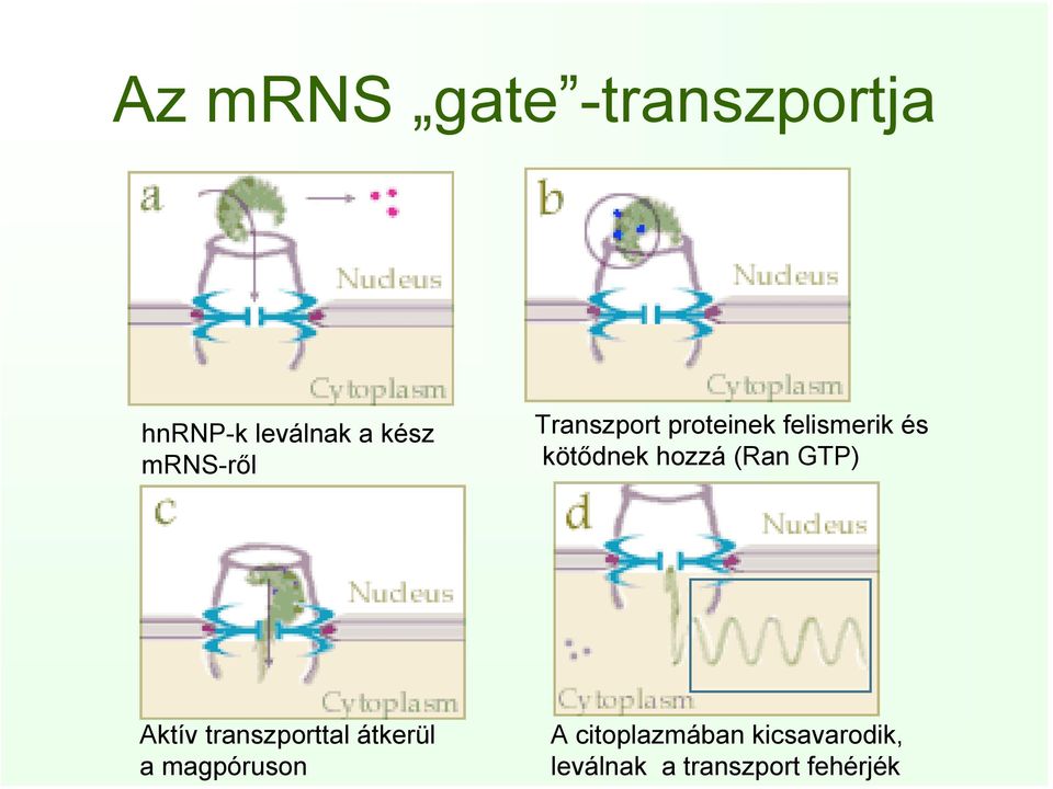 hozzá (Ran GTP) Aktív transzporttal átkerül a