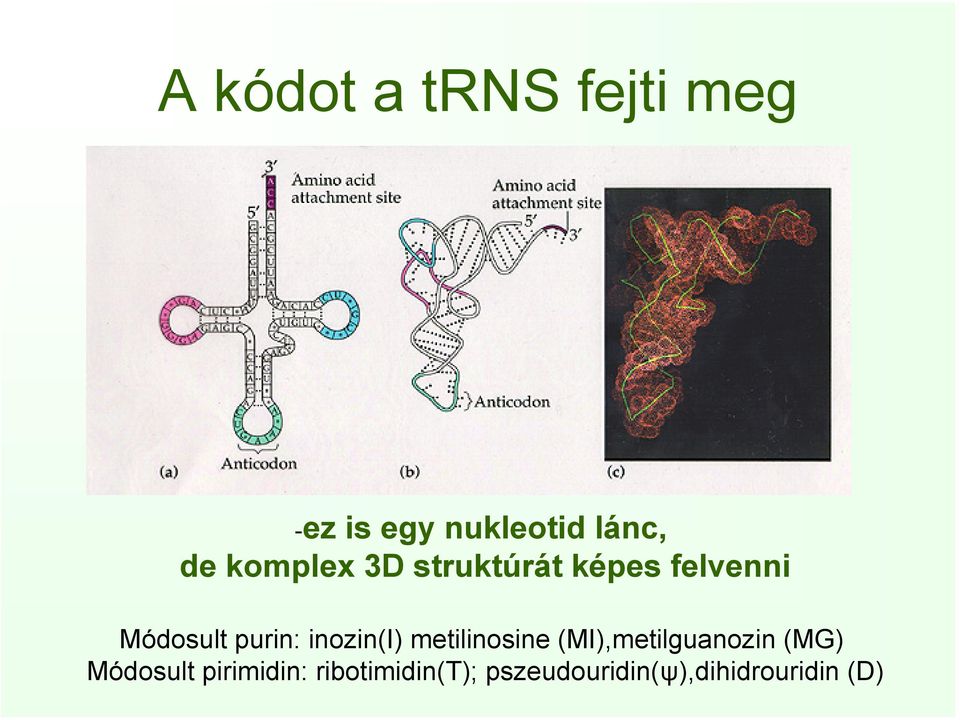 inozin(i) metilinosine (MI),metilguanozin (MG) Módosult