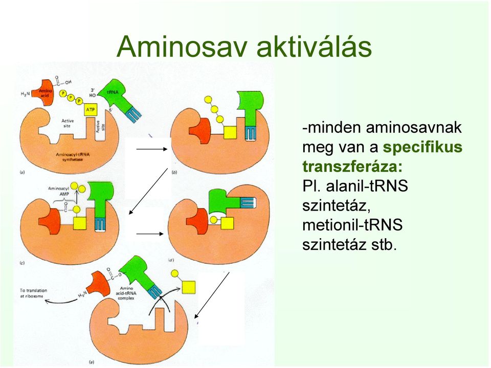 transzferáza: Pl.