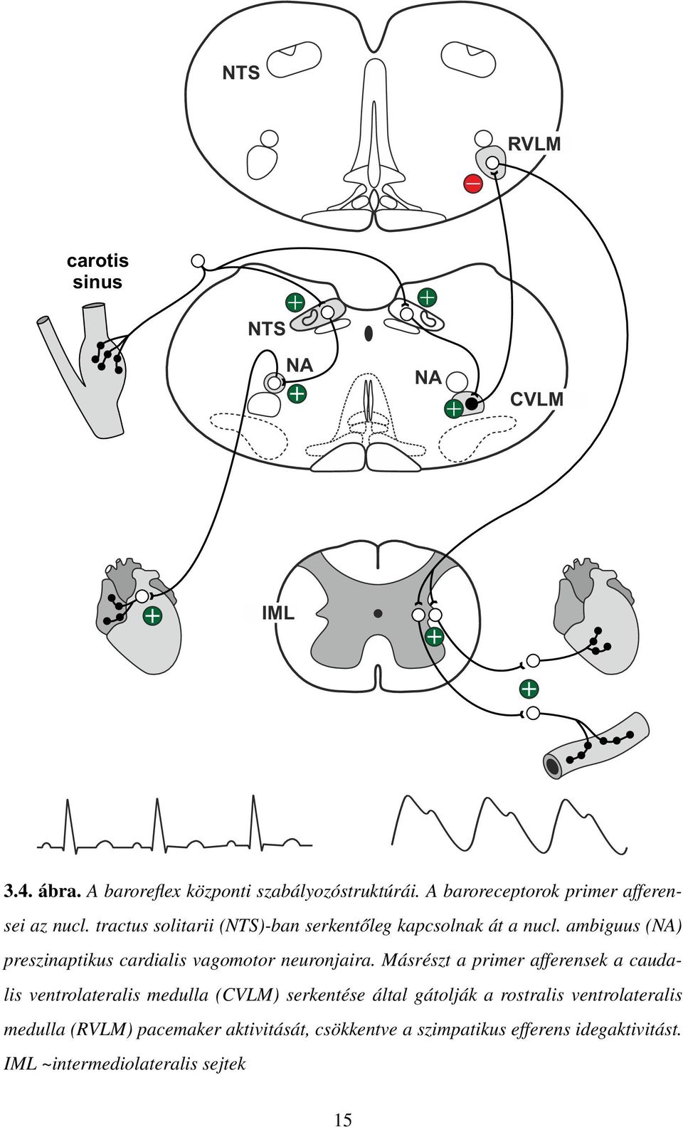 ambiguus (NA) preszinaptikus cardialis vagomotor neuronjaira.
