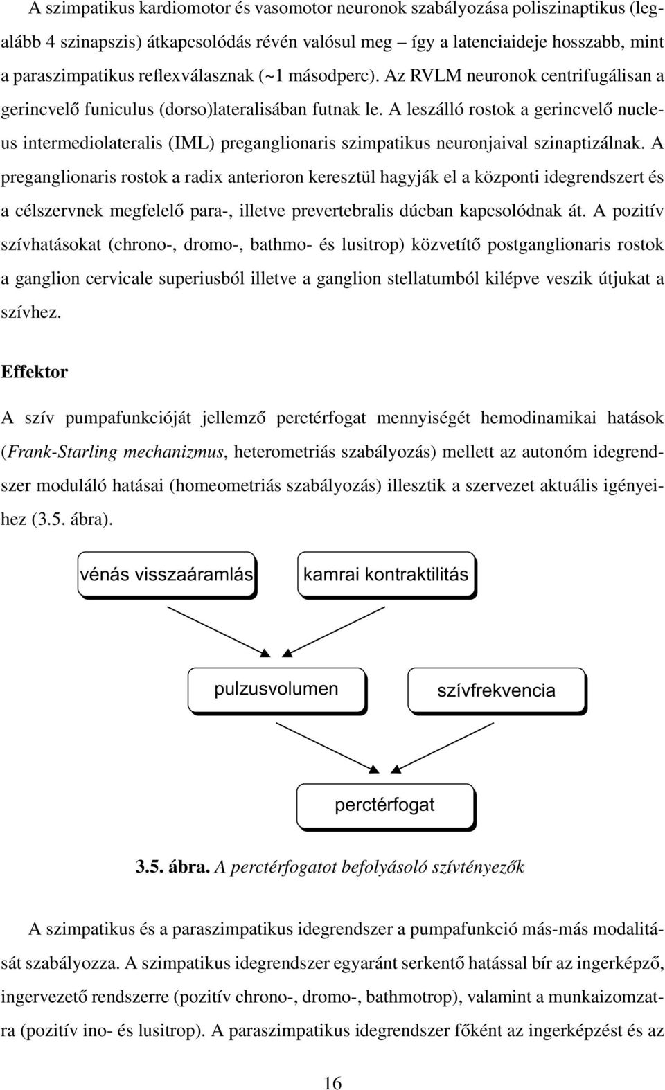 A leszálló rostok a gerincvelő nucleus intermediolateralis (IML) preganglionaris szimpatikus neuronjaival szinaptizálnak.