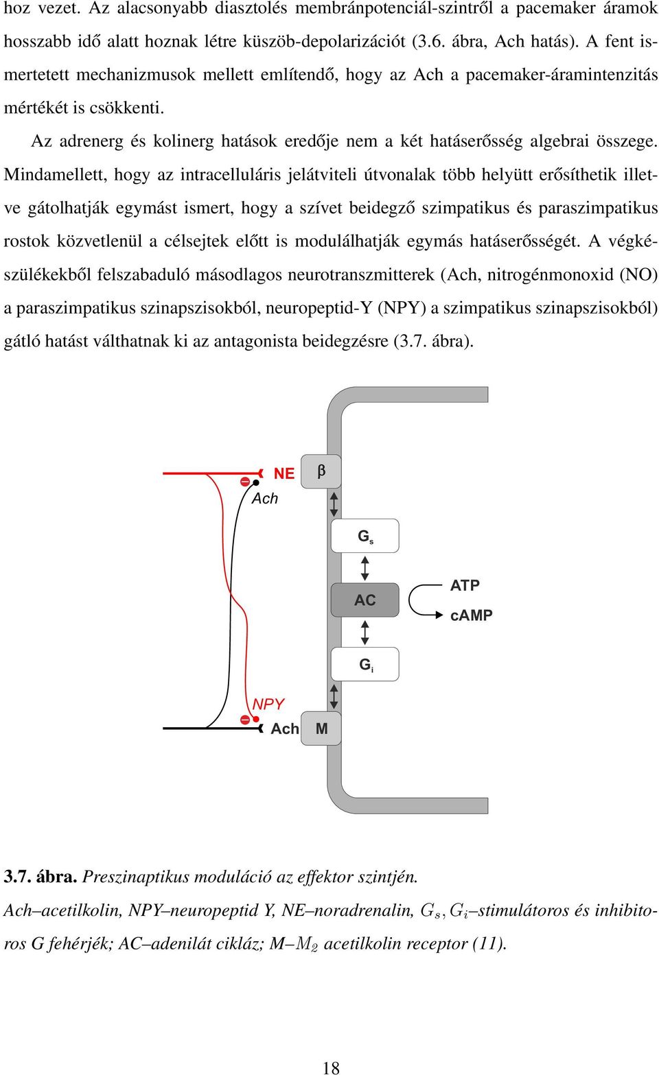 Mindamellett, hogy az intracelluláris jelátviteli útvonalak több helyütt erősíthetik illetve gátolhatják egymást ismert, hogy a szívet beidegző szimpatikus és paraszimpatikus rostok közvetlenül a