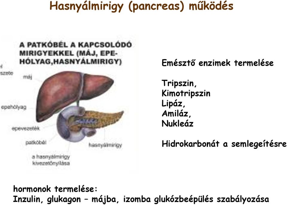 Nukleáz Hidrokarbonát a semlegeítésre hormonok