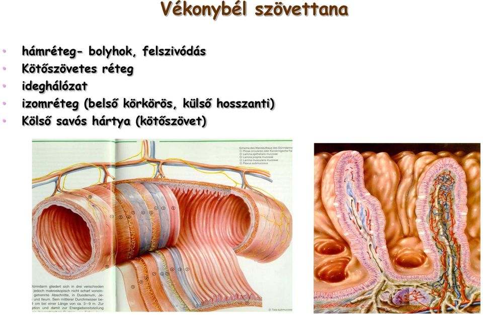 ideghálózat ( hosszanti izomréteg (belső