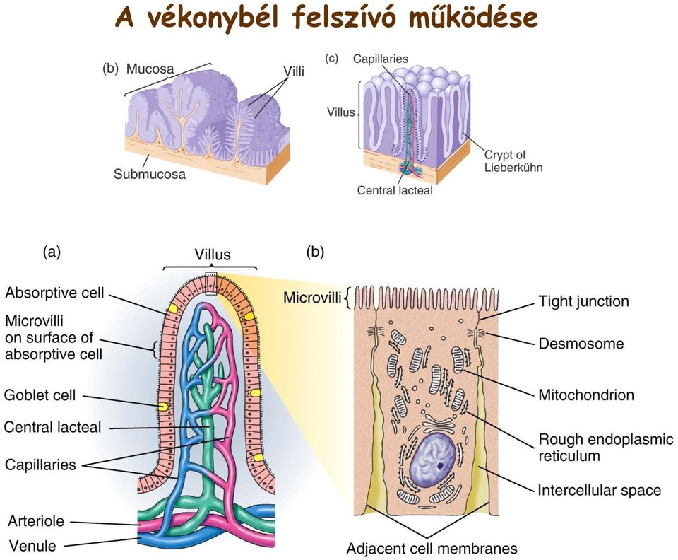 felszívó