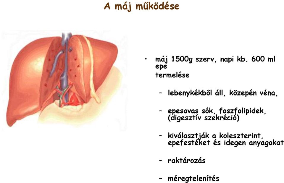 epesavas sók, foszfolipidek, ( szekréció (digesztív