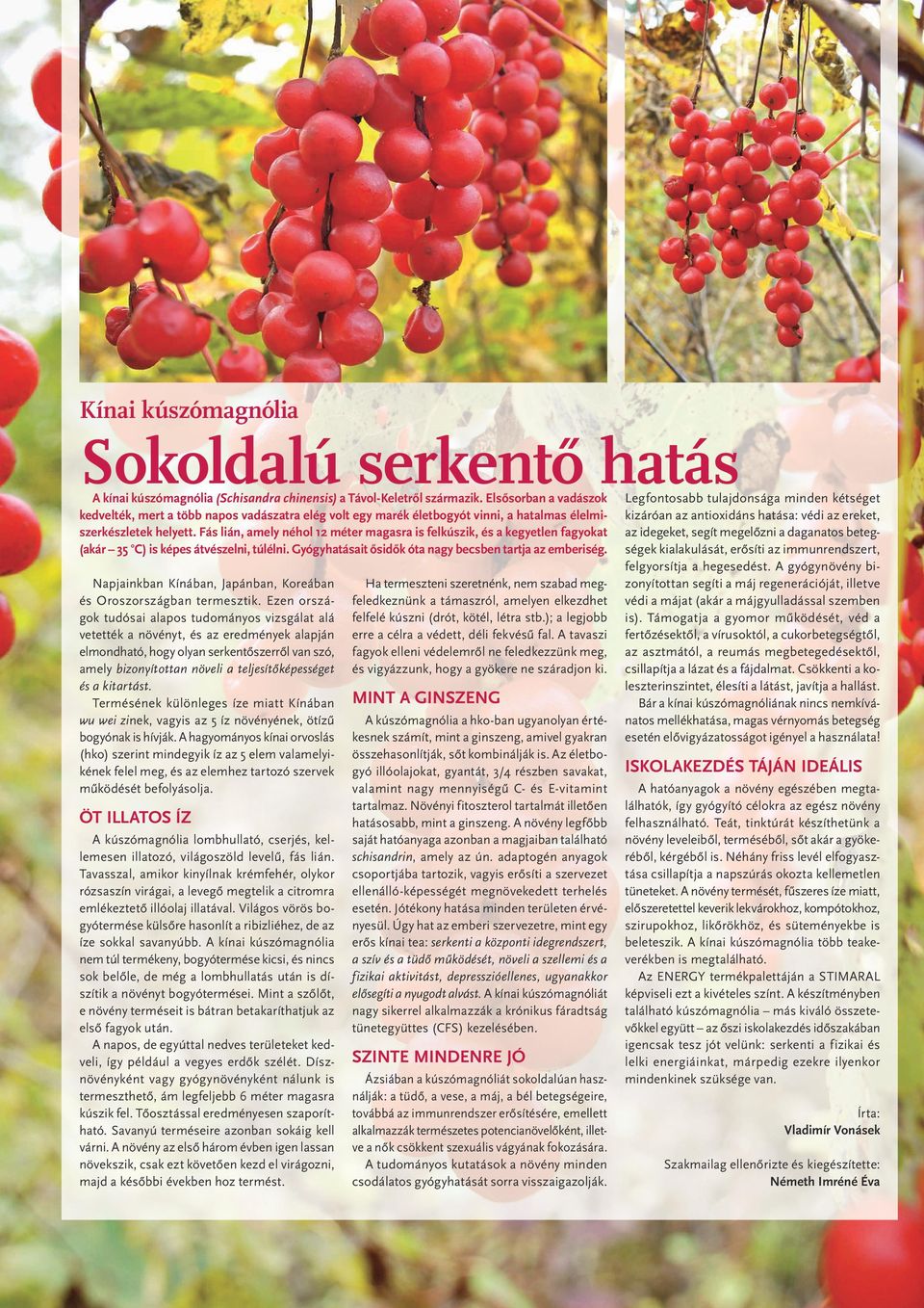 Fás lián, amely néhol 12 méter magasra is felkúszik, és a kegyetlen fagyokat (akár 35 C) is képes átvészelni, túlélni. Gyógyhatásait ősidők óta nagy becsben tartja az emberiség.