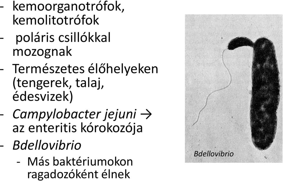 édesvizek) - Campylobacter jejuni az enteritis kórokozója