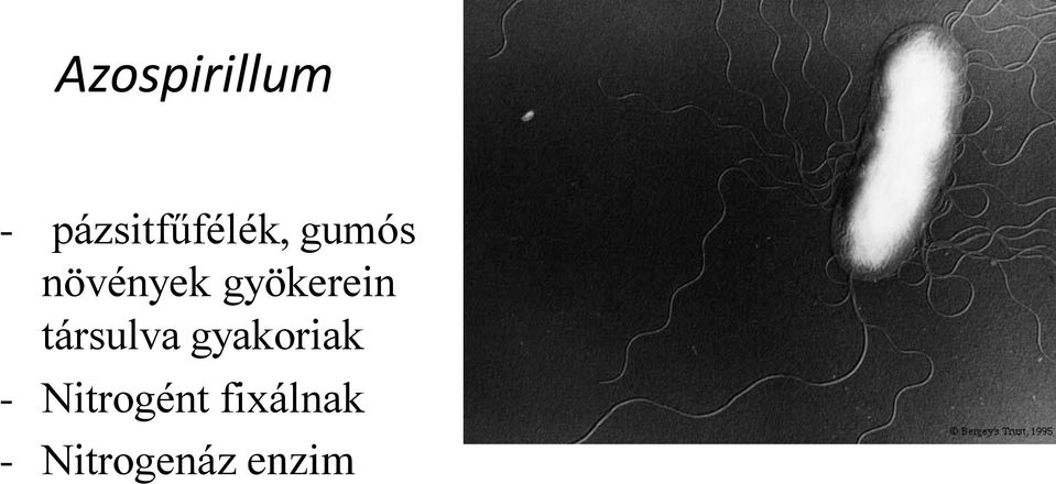 növények gyökerein társulva