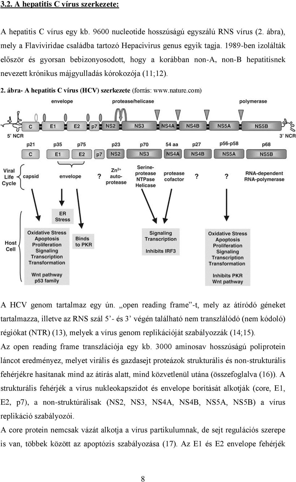 ábra- A hepatitis C vírus (HCV) szerkezete (forrás: www.nature.com) A HCV genom tartalmaz egy ún.