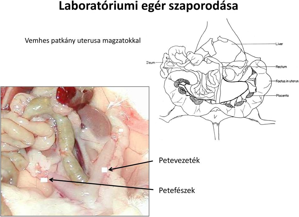 patkány uterusa