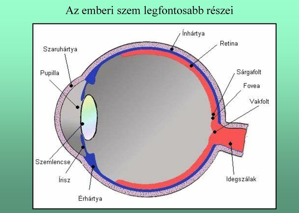 a látás alapjai és funkciói)