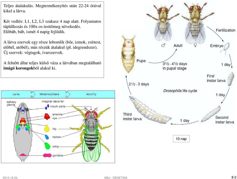 A lárva szervek egy része lebomlik (bőr, izmok, zsírtest, előbél, utóbél), más részük átalakul (pl. idegrendszer).