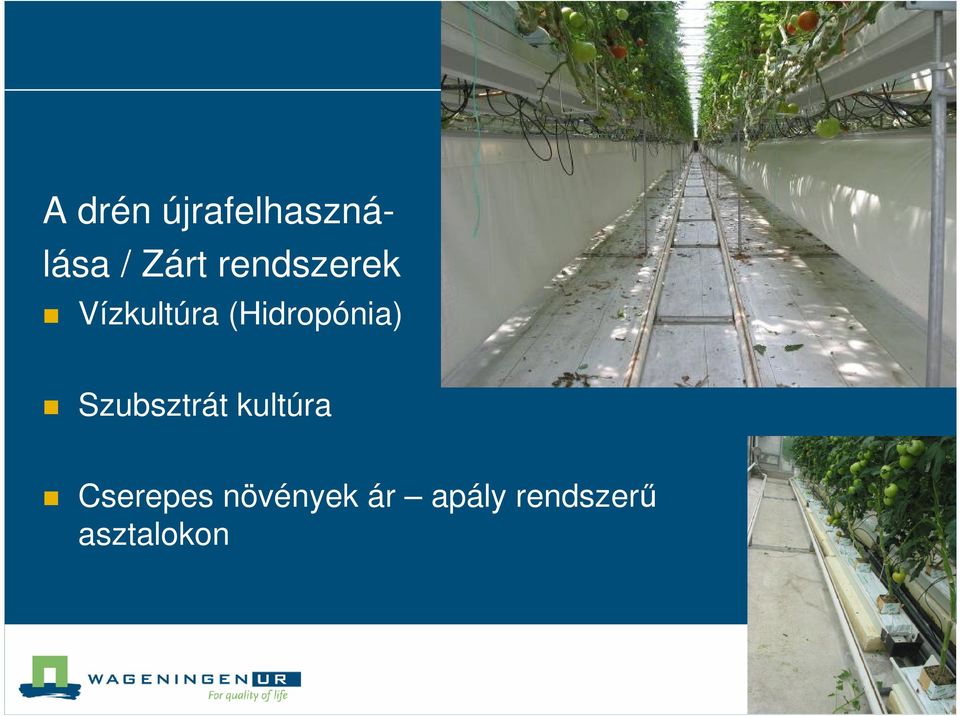 (Hidropónia) Szubsztrát kultúra