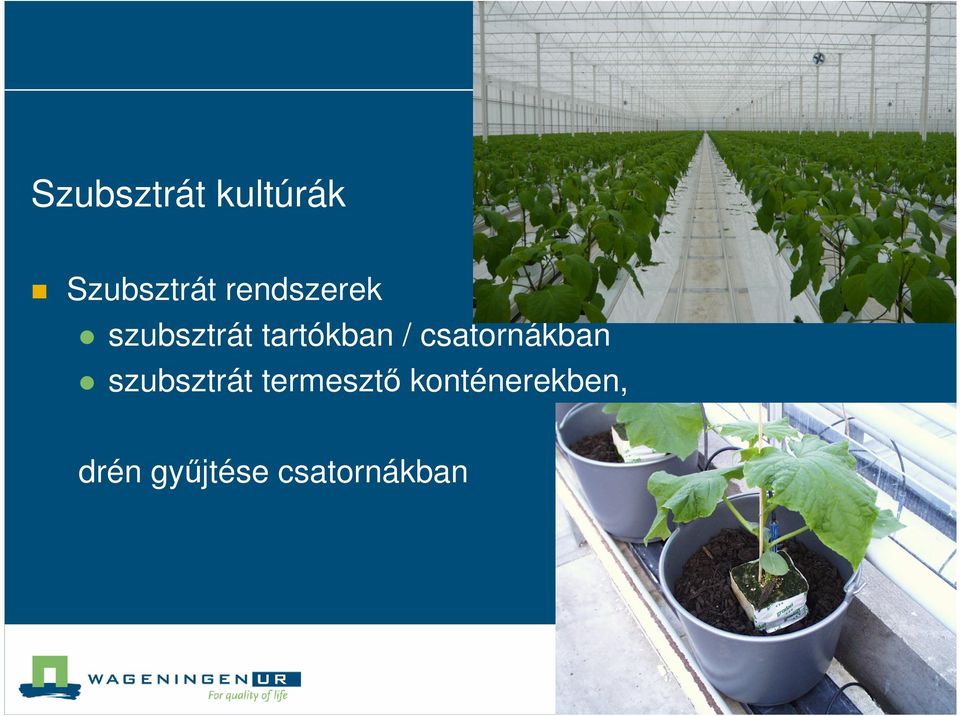csatornákban szubsztrát termesztı