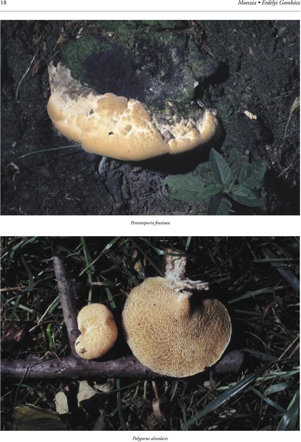 Perenniporia