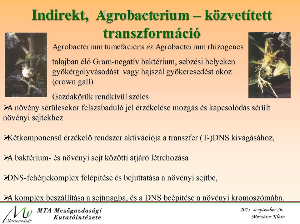 mozgás és kapcsolódás sérült növényi sejtekhez Kétkomponensű érzékelő rendszer aktivációja a transzfer (T-)DNS kivágásához, A baktérium- és növényi sejt